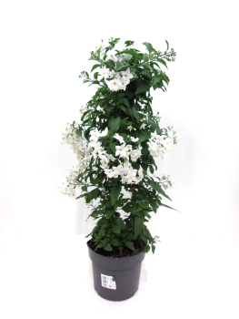 Solanum jasm. Pyramide
