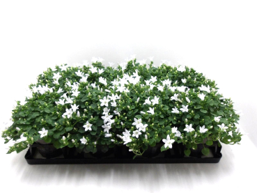 Campanula portenschlagiana weiß
