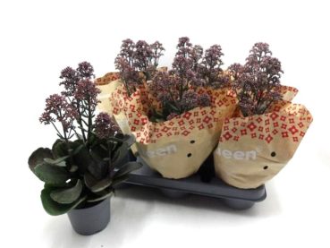 Kalanchoe "Surprising Canyon"