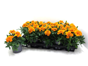 Tagetes