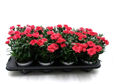 Dianthus caryophyllus orangerot