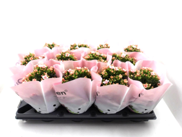 Kalanchoe hellrosa ungefüllt