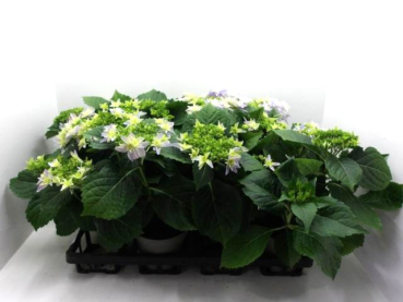 Hydrangea macr. "Stern" blau