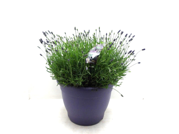 Lavandula ang. Kübel