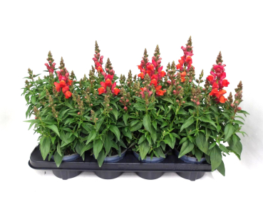 Antirrhinum  majus orange