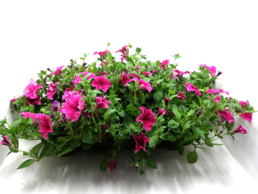 Petunia