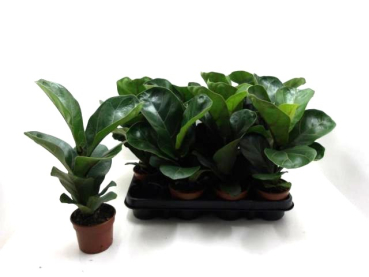Ficus lyrata Bambino