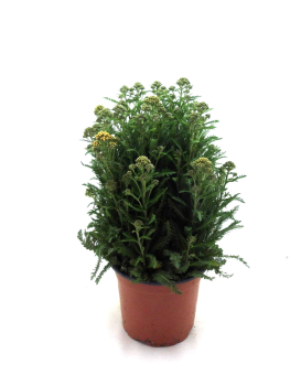 Achillea Kübel