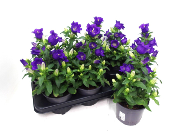 Campanula "Poem" blau
