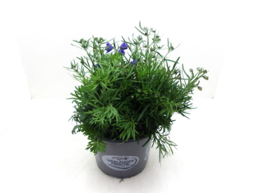 Delphinium Kübel "Blauer Zwerg"