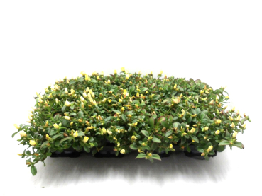 Portulaca gelb
