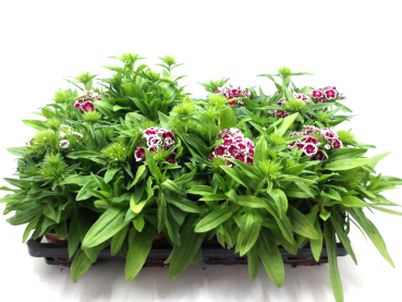 Dianthus barb. rotweiß