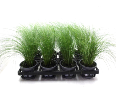 Stipa tenuifolia