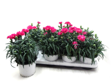 Dianthus car. pink
