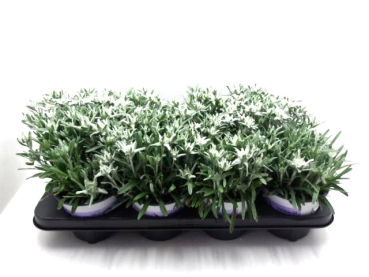 Leontopodium alpinum