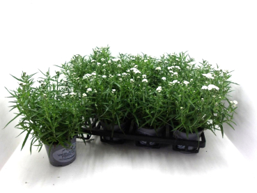Achillea Diadem