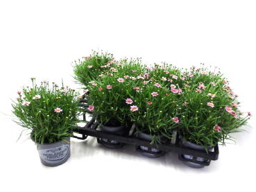 Coreopsis "Twinklebell" rosa