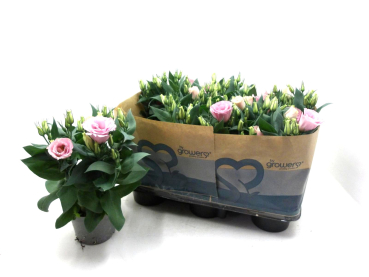 Eustoma russ. rosa