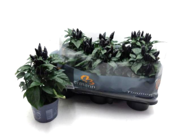 Capsicum ann. 'Black'
