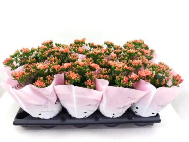 Kalanchoe halbgefüllt lachsorange