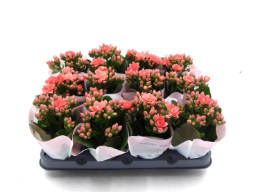 Mini Kalanchoe lachs halbgefüllt