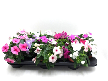Catharanthus roseus Mix
