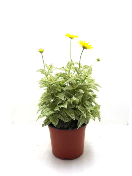 Heliopsis Kübel