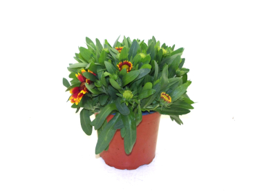 Gaillardia Kübel