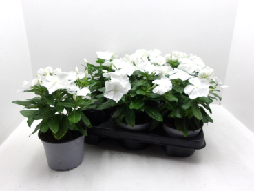 Catharanthus roseus weiß