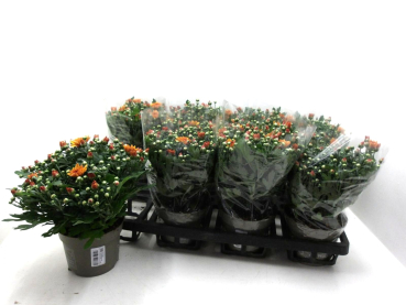 Chrysanthemum "Yahoo" bronze