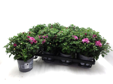 Chrysanthemum  ind. rosa