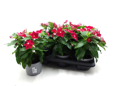 Catharanthus roseus rot