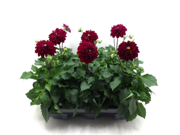 Dahlia rot