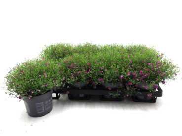 Gypsophila muralis rosa