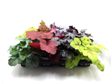 Heuchera Mix