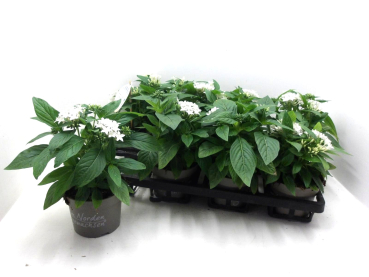 Pentas lanc. weiß