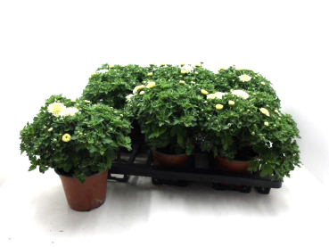 Chrysanthemum  ind. weiß