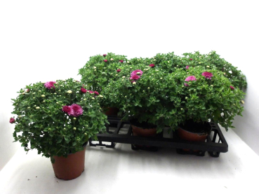 Chrysanthemum  ind. lila