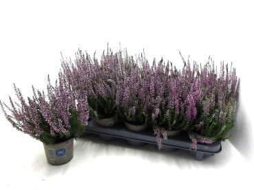 Calluna "Beauty Ladies" lila