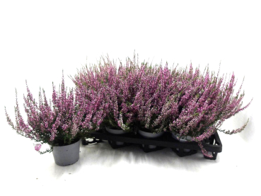 Calluna   vulg. rosa