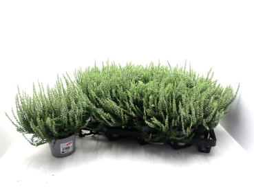 Calluna   vulg. weiß