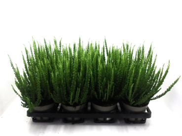 Calluna "Sunset" Ziva