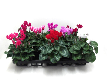 Cyclamen pers. midi Mix