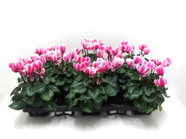 Cyclamen pers. midi rosa geflammt