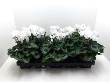 Cyclamen pers. midi weiß
