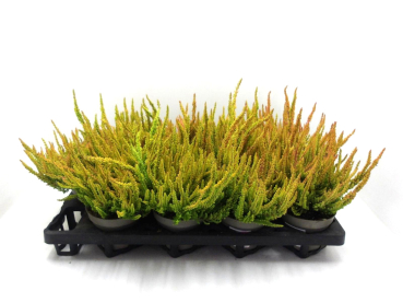 Calluna "Sunset"  Zoe