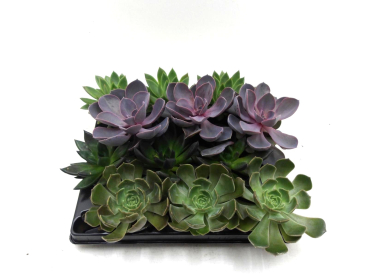 Mini Echeveria Mix