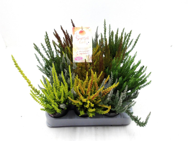 Mini Calluna "Sunset" Mix