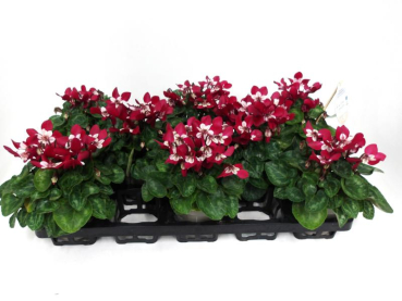 Cyclamen pers. Djix rot