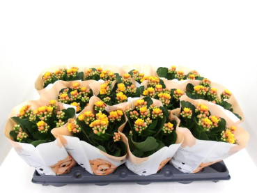 Kalanchoe gefüllt gelbrot